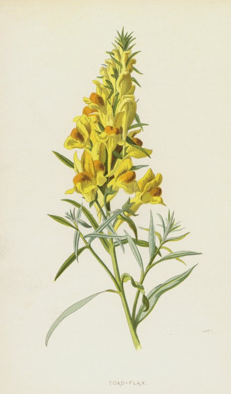 Tudse-hør (chromolitho) af Frederick Edward Hulme