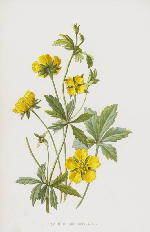 Tormentil og Cinquefoil (chromolitho) af Frederick Edward Hulme