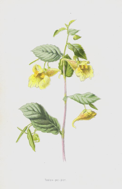 Touch-Me-Not (chromolitho) af Frederick Edward Hulme