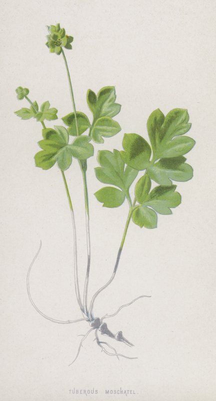 Knoldmoschatel (chromolitho) af Frederick Edward Hulme
