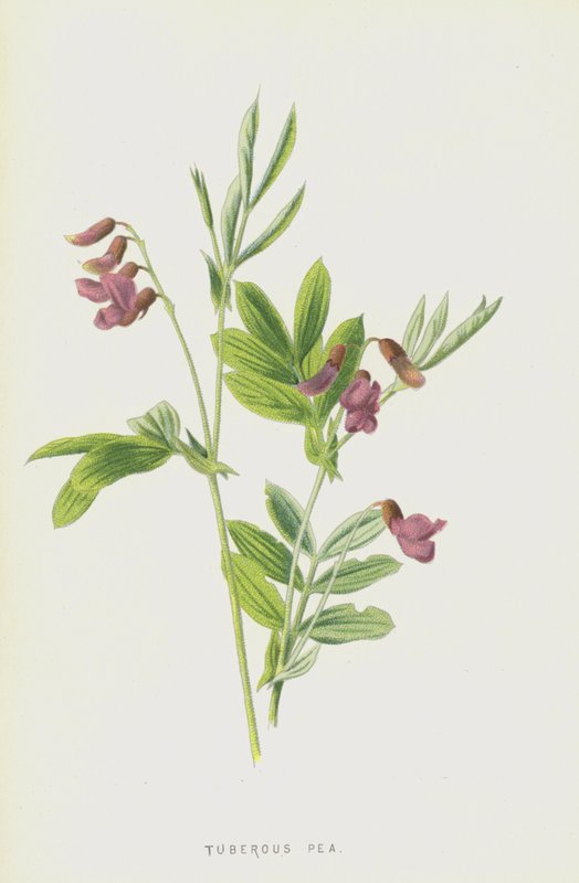 Knoldærter (chromolitho) af Frederick Edward Hulme