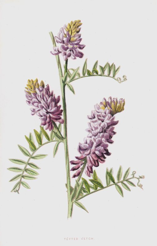 Tufted Vikke (chromolitho) af Frederick Edward Hulme