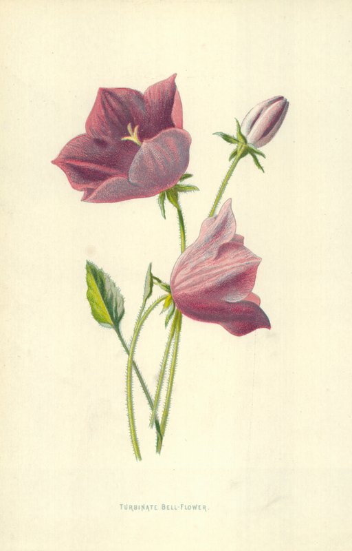 Turbinat Klokke-Flower af Frederick Edward Hulme