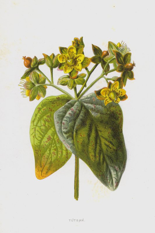 Tutsan (chromolitho) af Frederick Edward Hulme
