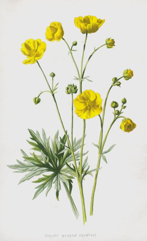 Opretstående eng-kragefod (chromolitho) af Frederick Edward Hulme