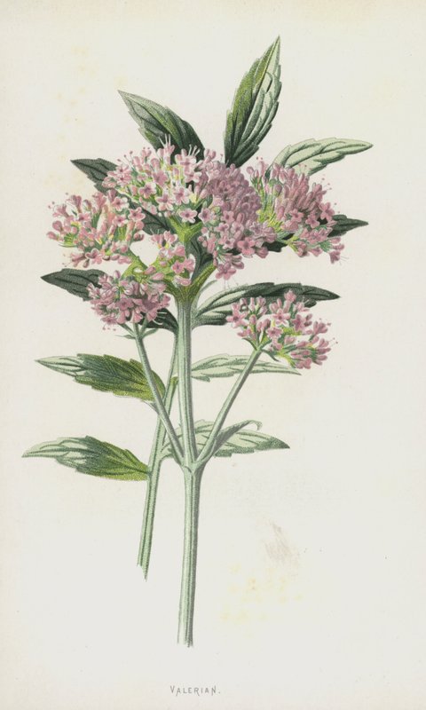 Baldrian (chromolitho) af Frederick Edward Hulme