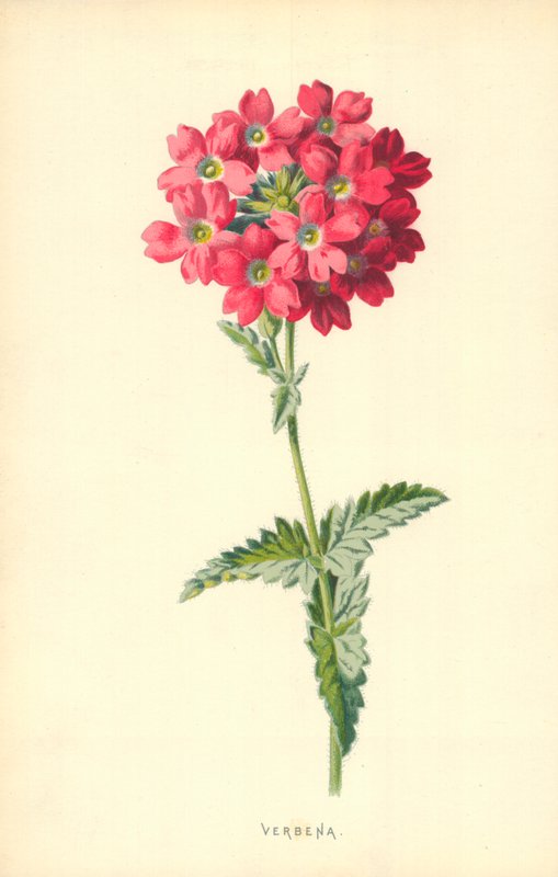 Verbena af Frederick Edward Hulme