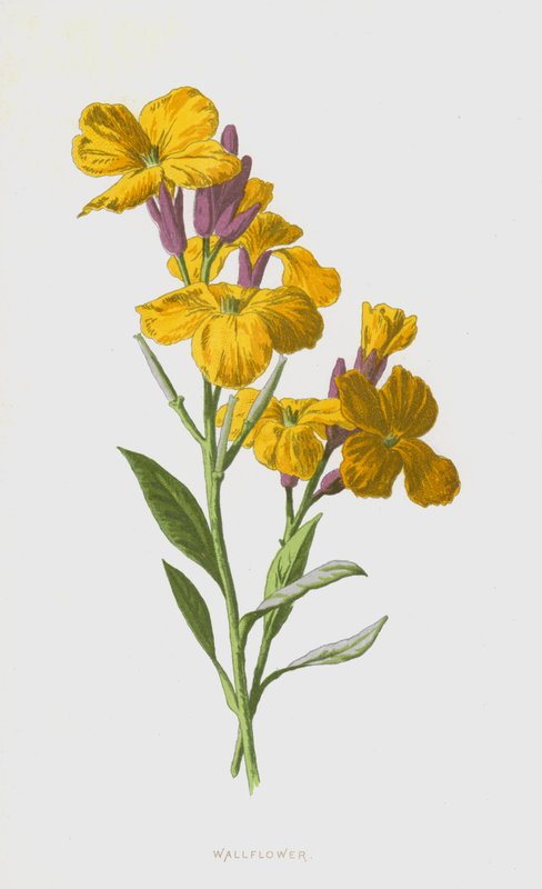 Vægblomst (chromolitho) af Frederick Edward Hulme