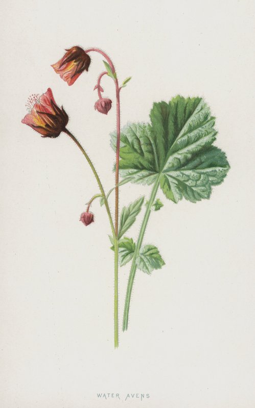 Water Avens (chromolitho) af Frederick Edward Hulme