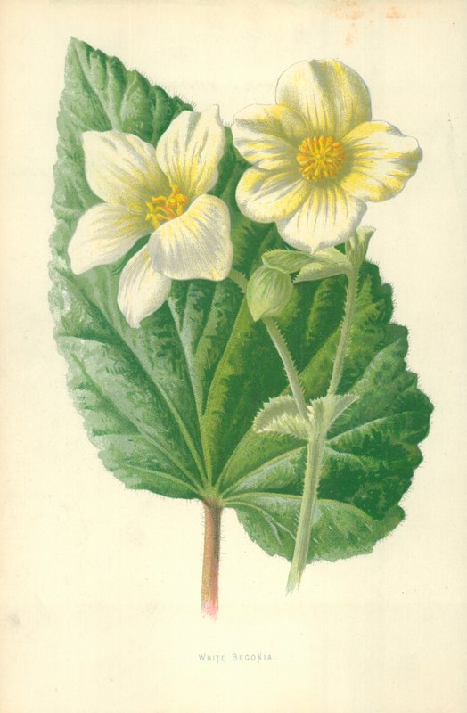 Hvid Begonia af Frederick Edward Hulme