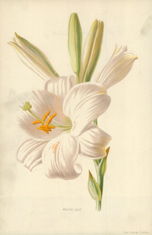 Hvid lilje af Frederick Edward Hulme