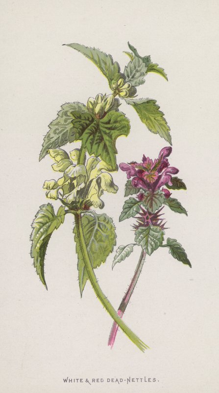 Hvide og røde døde brændenælder (chromolitho) af Frederick Edward Hulme