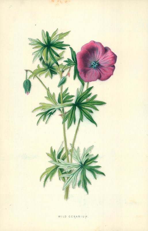 Vild geranium af Frederick Edward Hulme