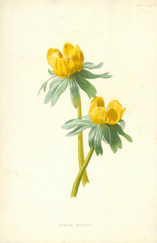 Vinterakonit af Frederick Edward Hulme