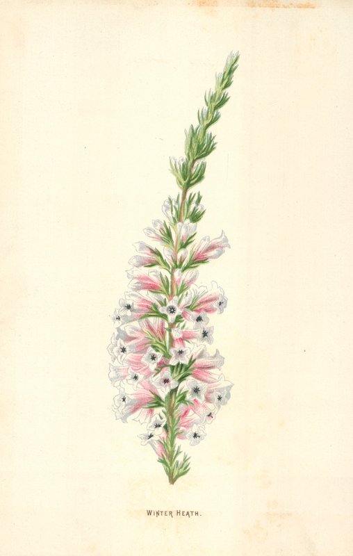Vinter Hede af Frederick Edward Hulme