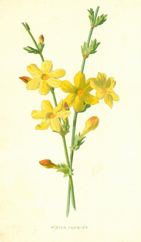 Vinter Jasmin af Frederick Edward Hulme
