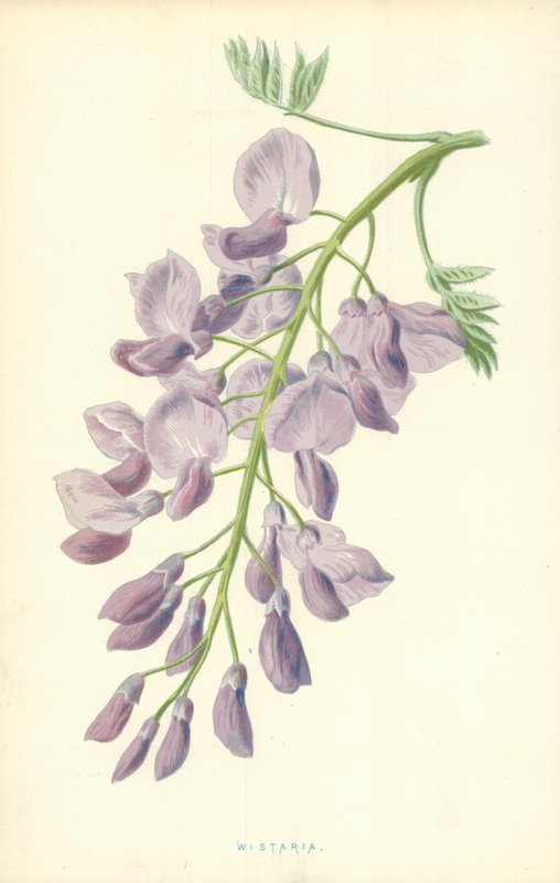 Wistaria af Frederick Edward Hulme