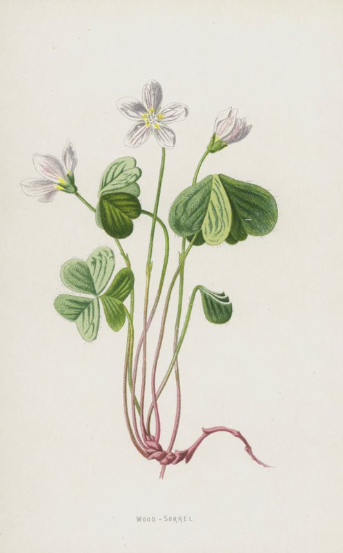 Træsyre (chromolitho) af Frederick Edward Hulme