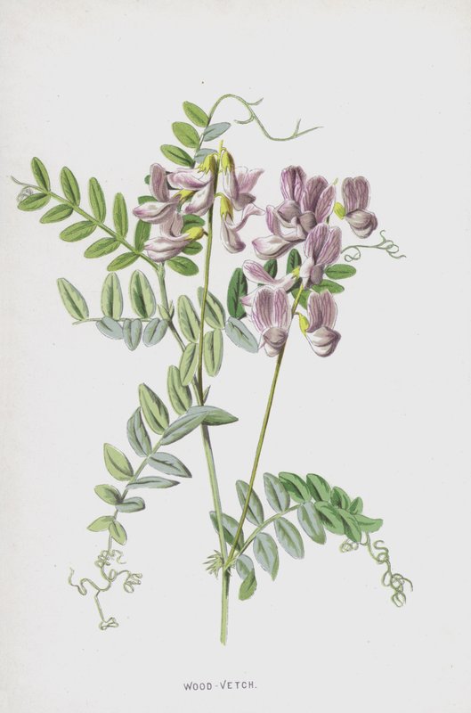 Wood-Vetch (chromolitho) af Frederick Edward Hulme