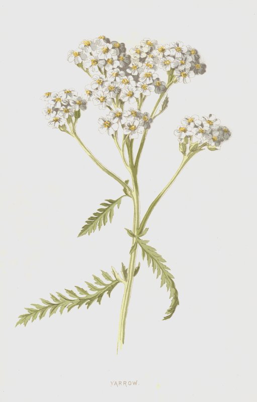 Røllike (chromolitho) af Frederick Edward Hulme