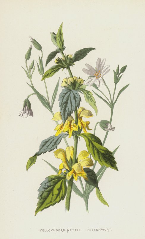 Gul-død brændenælde, stingwort (chromolitho) af Frederick Edward Hulme