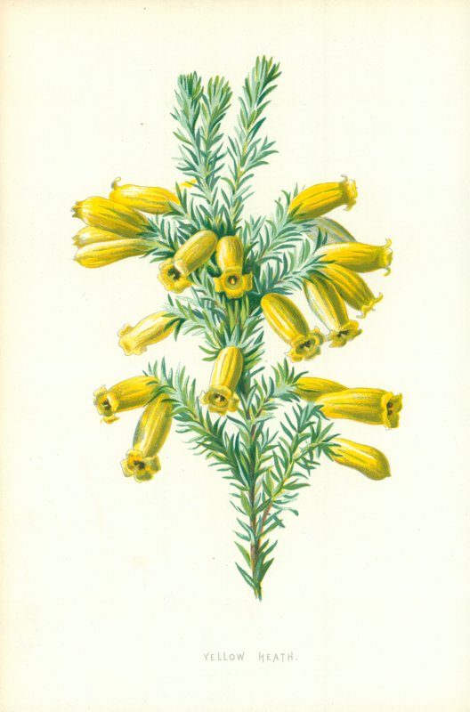 Gul Hede af Frederick Edward Hulme