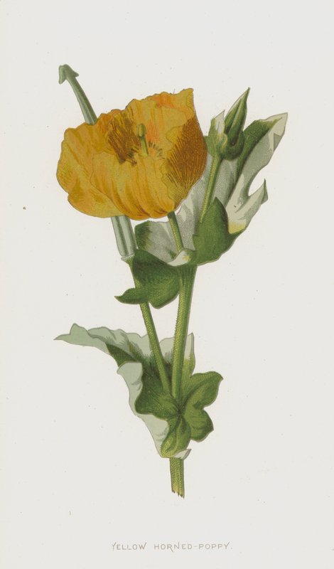 Gulhornet valmue (chromolitho) af Frederick Edward Hulme