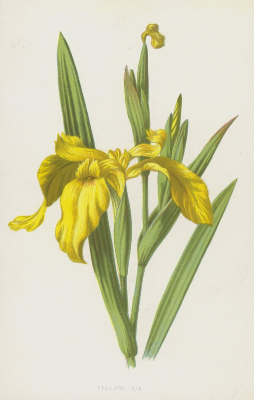 Gul iris (chromolitho) af Frederick Edward Hulme