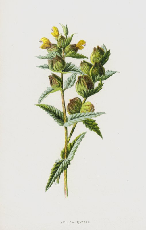 Gul rangle (chromolitho) af Frederick Edward Hulme