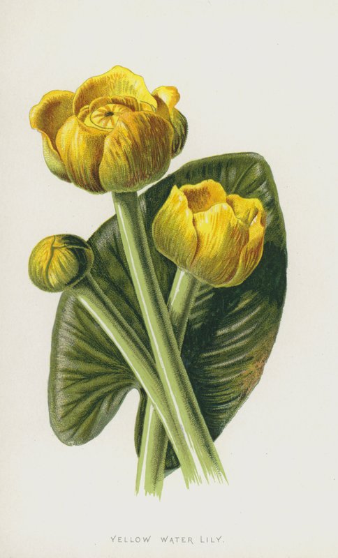 Gul vandlilje (chromolitho) af Frederick Edward Hulme
