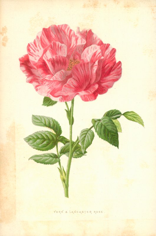 York og Lancaster Rose af Frederick Edward Hulme