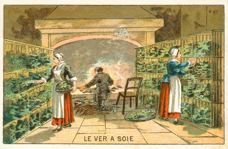 Opdræt af silkeorme af French School