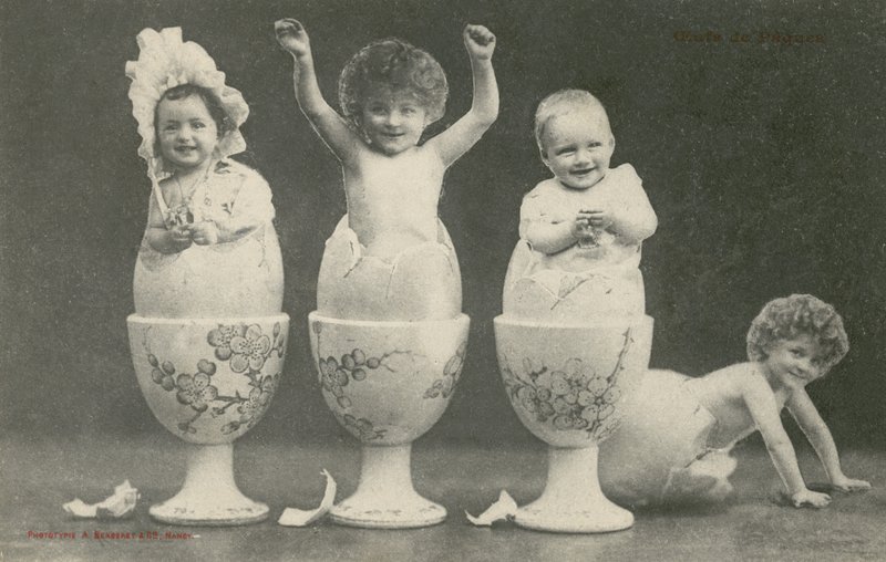 Babyer, der klækker fra æg i æggebægre (s/h-billede) af French Photographer