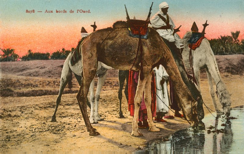 Kameler drikker på kanten af floden Oued, Algeriet af French Photographer