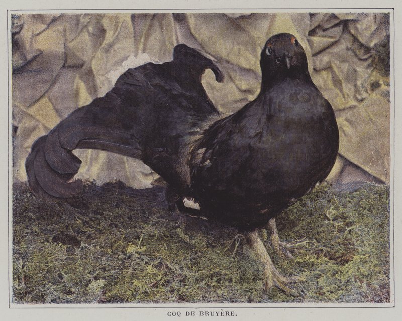 Capercaillie (farvefoto) af French Photographer