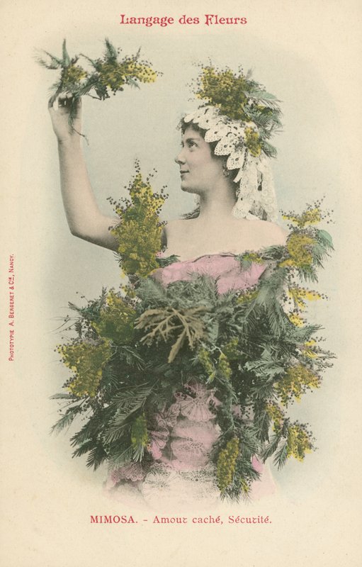 Flowers Language, Mimosa (farvefoto) af French Photographer