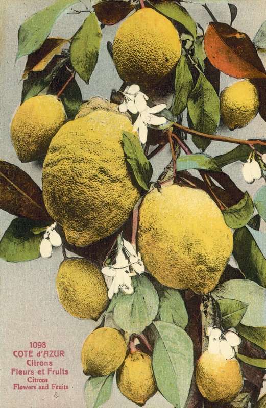 Citroner og citroner blomster (farvefoto) af French Photographer