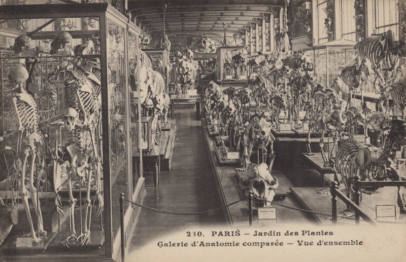 Paris, Jardin Des Plantes af French Photographer