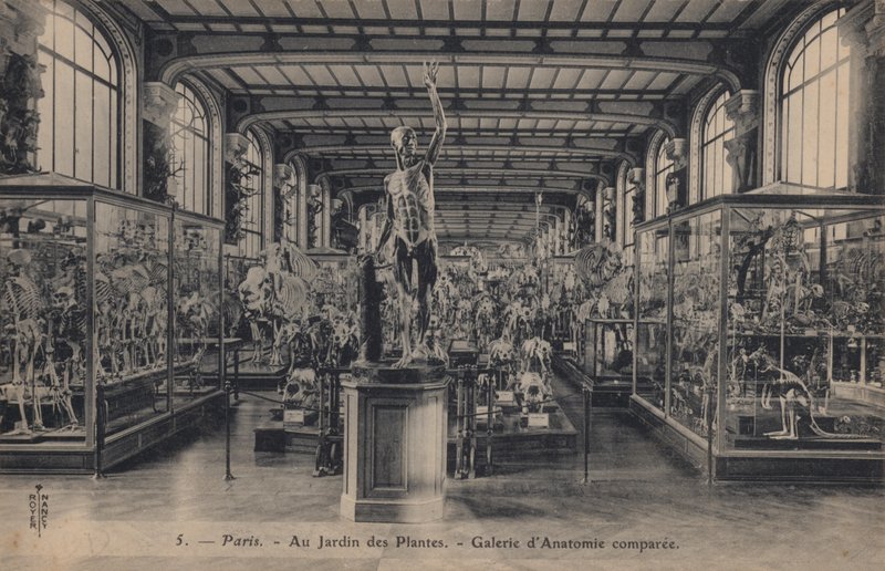 Paris, Jardin Des Plantes af French Photographer