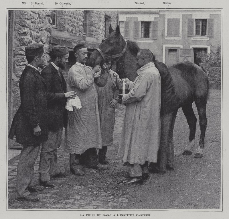 At tage en prøve af blod fra en hest på Institut Pasteur, Paris (B/W -foto) af French Photographer