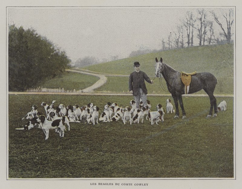Grev Cowleys beagler (farvefoto) af French Photographer