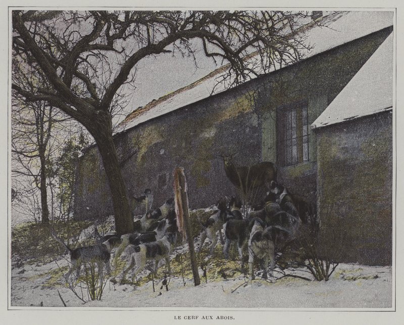Hjorten i skak af French Photographer