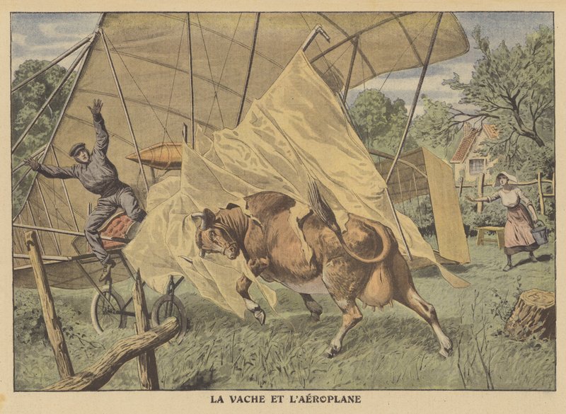 En ko angriber et fly i det amerikanske midtvest (farve litho) af French School