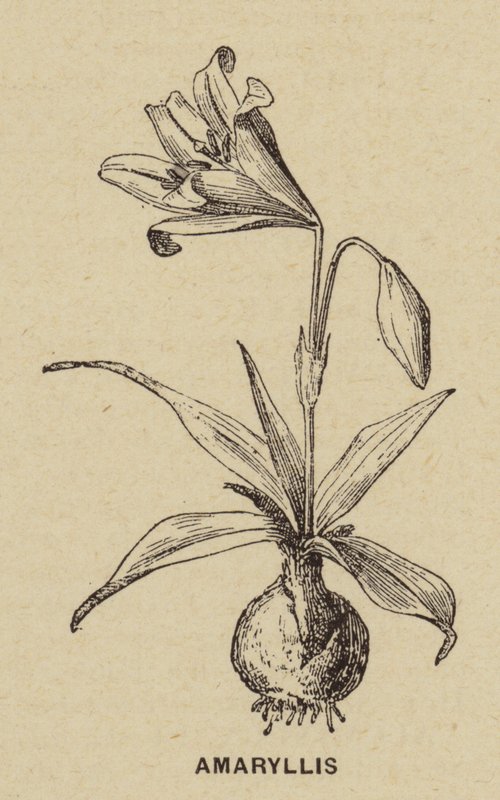 Amaryllis (gravering) af French School