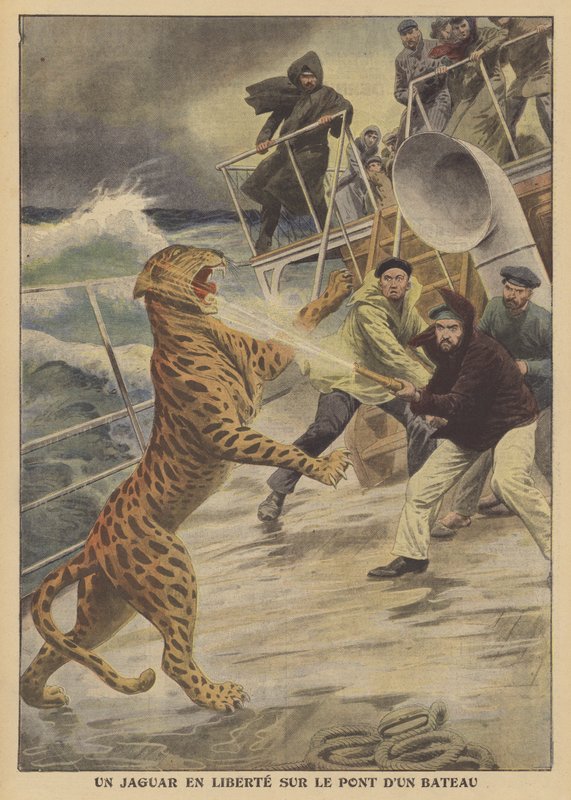 En undsluppen jaguar på fri fod på et skib (farve litho) af French School
