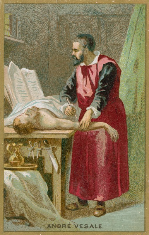 Andreas Vesalius af French School