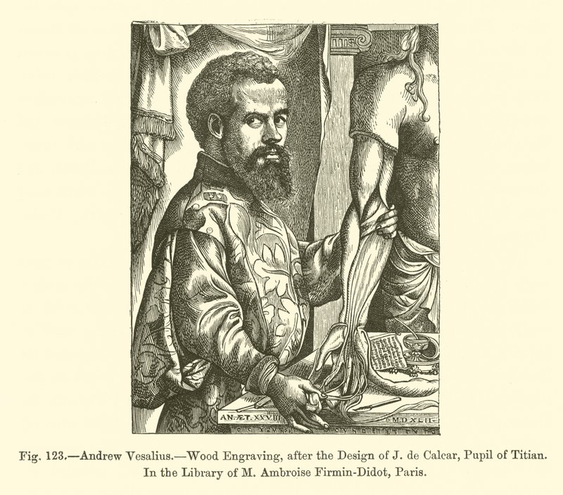 Andrew Vesalius (gravering) af French School