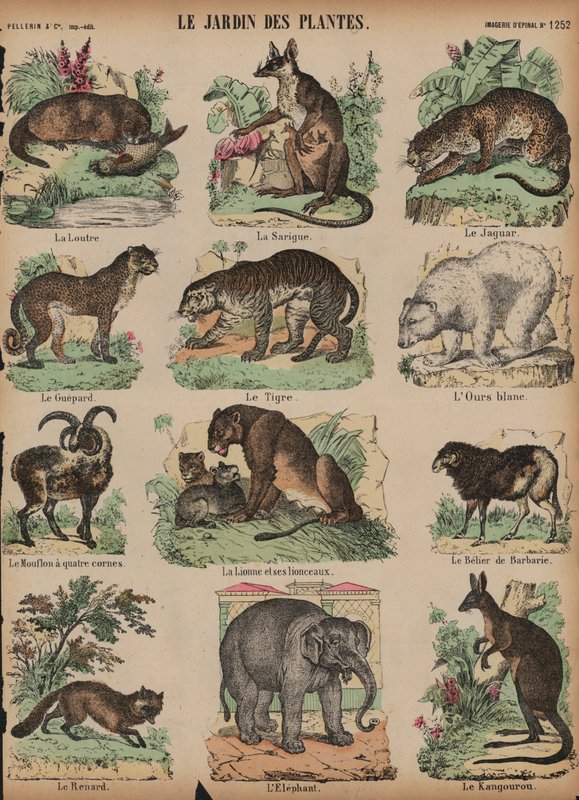 Dyr ved Jardin des Plantes, Paris, Frankrig (farvet gravering) af French School
