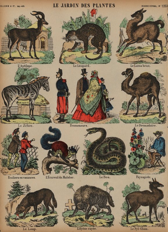 Dyr fra Jardin des Plantes, Paris, Frankrig (farvet gravering) af French School