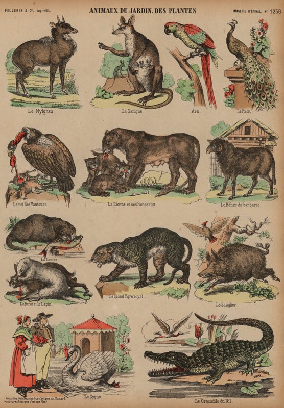 Dyr fra Jardin des Plantes, Paris, Frankrig (farvet gravering) af French School